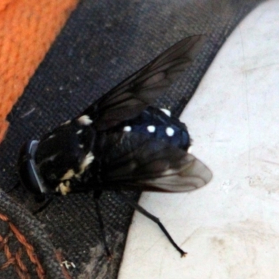 Triclista guttata (March fly) at Tathra, NSW - 14 Jan 2017 by MichaelMcMaster