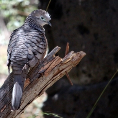 Geopelia placida (Peaceful Dove) at Kalaru, NSW - 16 Jan 2017 by MichaelMcMaster