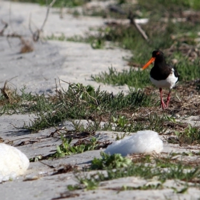 Haematopus longirostris (Australian Pied Oystercatcher) at Wallagoot, NSW - 15 Jan 2017 by MichaelMcMaster