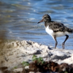 Haematopus longirostris at Wallagoot, NSW - 16 Jan 2017