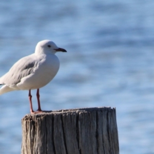 Chroicocephalus novaehollandiae at Wallagoot, NSW - 15 Jan 2017