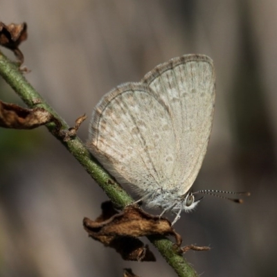 Zizina otis (Common Grass-Blue) at Kambah, ACT - 9 Nov 2014 by HarveyPerkins