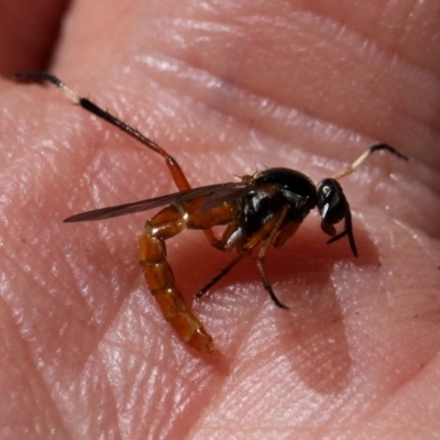 Ectinorhynchus sp. (genus) (A Stiletto Fly) at Kambah, ACT - 8 Nov 2014 by HarveyPerkins