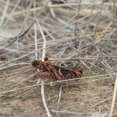 Gastrimargus musicus (Yellow-winged Locust or Grasshopper) at Woodstock Nature Reserve - 24 Mar 2017 by Roger