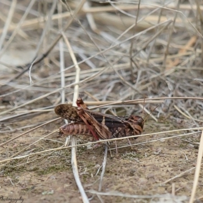 Gastrimargus musicus (Yellow-winged Locust or Grasshopper) at Belconnen, ACT - 24 Mar 2017 by Roger