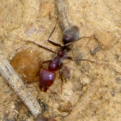 Iridomyrmex purpureus (Meat Ant) at Bungendore, NSW - 18 Mar 2017 by JanetRussell
