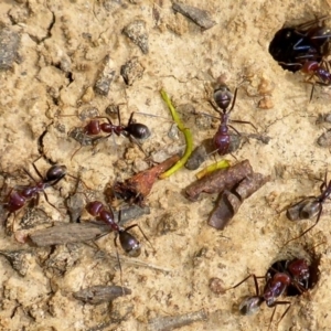 Iridomyrmex purpureus at Bungendore, NSW - 18 Mar 2017