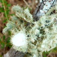 Usnea sp. (genus) (Bearded lichen) at QPRC LGA - 18 Mar 2017 by JanetRussell