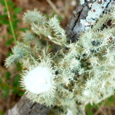 Usnea sp. (genus) (Bearded lichen) at QPRC LGA - 18 Mar 2017 by JanetRussell