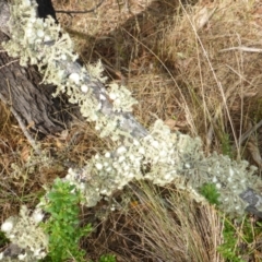 Usnea sp. (genus) at Bungendore, NSW - 18 Mar 2017 02:14 PM