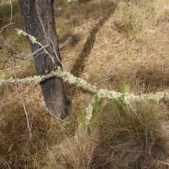 Usnea sp. (genus) at Bungendore, NSW - 18 Mar 2017 02:14 PM