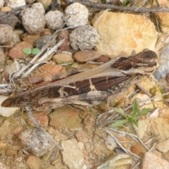 Gastrimargus musicus (Yellow-winged Locust or Grasshopper) at QPRC LGA - 18 Mar 2017 by JanetRussell