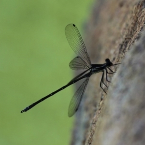 Austroargiolestes icteromelas at Kambah, ACT - 8 Nov 2014 01:14 PM