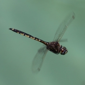 Hemicordulia tau at Kambah, ACT - 8 Nov 2014 01:14 PM