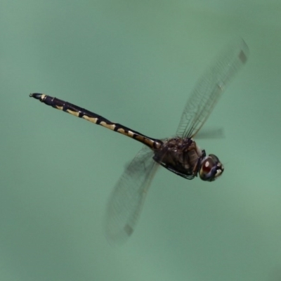 Hemicordulia tau (Tau Emerald) at Kambah, ACT - 8 Nov 2014 by HarveyPerkins