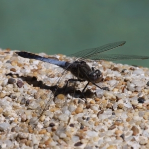 Orthetrum caledonicum at Kambah, ACT - 26 Oct 2014 01:10 PM