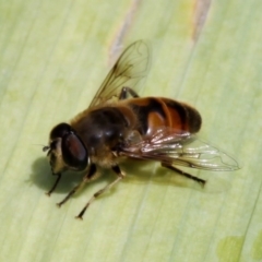 Eristalis tenax (Drone fly) at Kambah, ACT - 5 Dec 2010 by HarveyPerkins