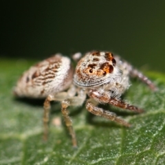 Opisthoncus grassator (Jumping spider) at Kambah, ACT - 28 Sep 2014 by HarveyPerkins