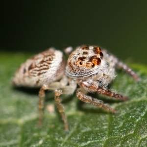 Opisthoncus grassator at Kambah, ACT - 28 Sep 2014 06:02 PM