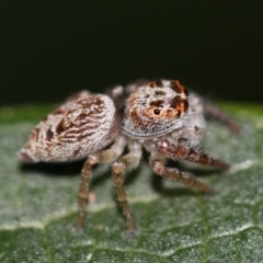 Opisthoncus grassator at Kambah, ACT - 28 Sep 2014 06:02 PM