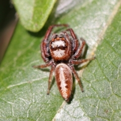Opisthoncus sp. (genus) (Unidentified Opisthoncus jumping spider) at Kambah, ACT - 1 Oct 2014 by HarveyPerkins