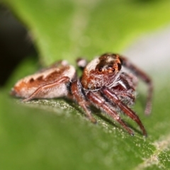 Opisthoncus sp. (genus) at Kambah, ACT - 1 Oct 2014