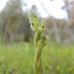 Hymenochilus cycnocephalus (Swan greenhood) at Conder, ACT - 18 Oct 2016 by michaelb