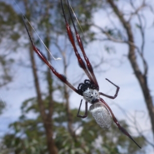 Trichonephila edulis at Bungendore, NSW - 18 Mar 2017