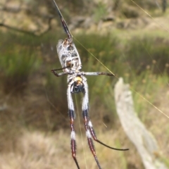 Trichonephila edulis at Bungendore, NSW - 18 Mar 2017