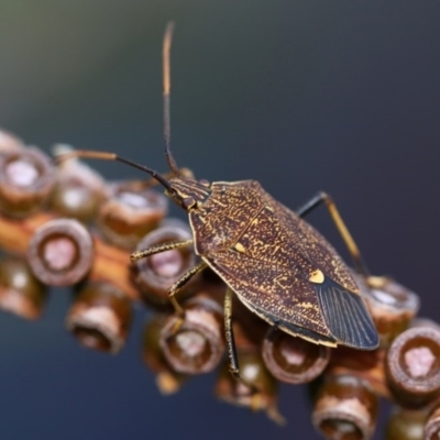 Poecilometis strigatus (Gum Tree Shield Bug) at Kambah, ACT - 30 Sep 2014 by HarveyPerkins