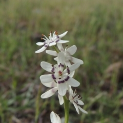 Wurmbea dioica subsp. dioica (Early Nancy) at Tuggeranong Hill - 18 Oct 2016 by michaelb