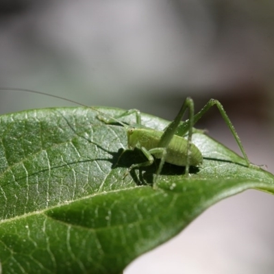 Caedicia simplex (Common Garden Katydid) at Kambah, ACT - 22 Sep 2014 by HarveyPerkins