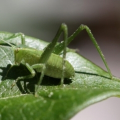 Caedicia simplex at Kambah, ACT - 22 Sep 2014 03:43 PM