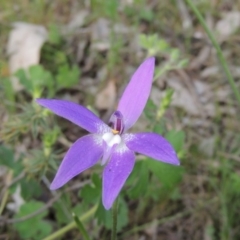 Glossodia major (Wax Lip Orchid) at Conder, ACT - 18 Oct 2016 by MichaelBedingfield