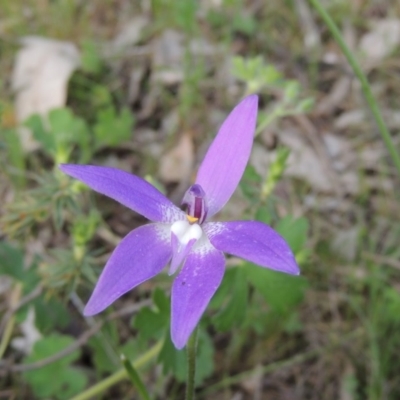 Glossodia major (Wax Lip Orchid) at Tuggeranong Hill - 18 Oct 2016 by michaelb