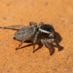 Maratus griseus (Jumping spider) at Kambah, ACT - 20 Sep 2014 by HarveyPerkins