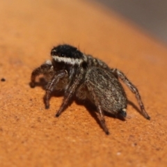 Maratus griseus at Kambah, ACT - 20 Sep 2014