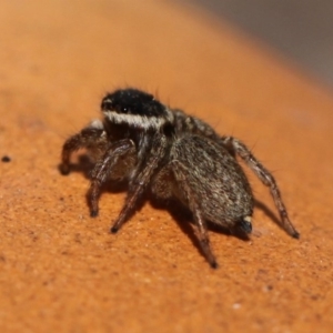 Maratus griseus at Kambah, ACT - 20 Sep 2014 12:51 PM