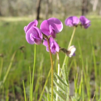 Swainsona behriana (Behr's Swainson-Pea) at Tuggeranong Hill - 18 Oct 2016 by michaelb