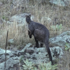 Osphranter robustus robustus at Booth, ACT - 14 May 2016