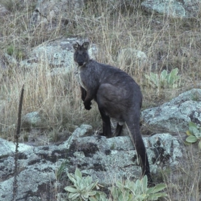 Osphranter robustus robustus (Eastern Wallaroo) at Booth, ACT - 14 May 2016 by HarveyPerkins