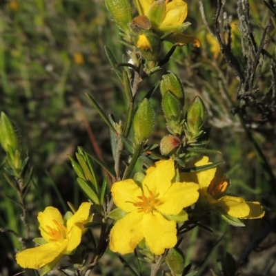 Hibbertia calycina (Lesser Guinea-flower) at Tuggeranong Hill - 18 Oct 2016 by michaelb