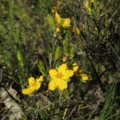 Hibbertia calycina at Conder, ACT - 18 Oct 2016 06:32 PM