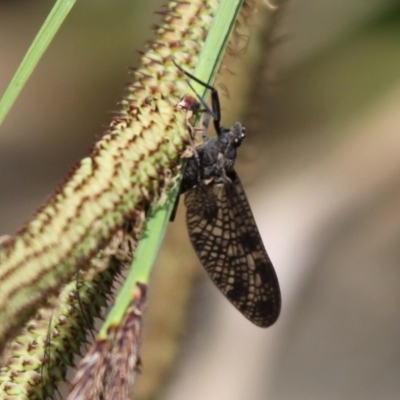 Ephemeroptera (order) (Unidentified Mayfly) at Namadgi National Park - 24 Oct 2015 by HarveyPerkins