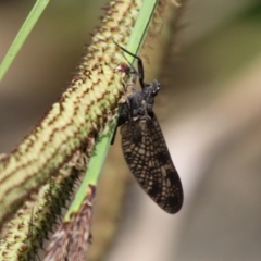Ephemeroptera (order) (Unidentified Mayfly) at Cotter River, ACT - 24 Oct 2015 by HarveyPerkins