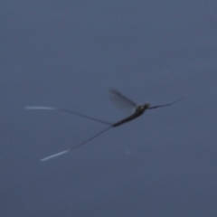 Ephemeroptera (order) (Unidentified Mayfly) at Uriarra Village, ACT - 24 Oct 2015 by HarveyPerkins