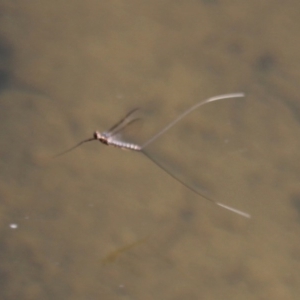 Ephemeroptera (order) at Paddys River, ACT - 24 Oct 2015