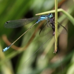 Ephemeroptera (order) (Unidentified Mayfly) at Namadgi National Park - 26 Dec 2016 by HarveyPerkins