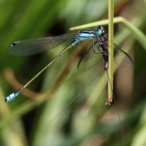 Ephemeroptera (order) at Mount Clear, ACT - 26 Dec 2016 11:18 AM