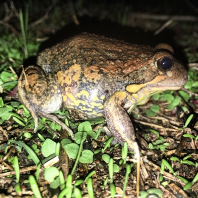 Limnodynastes dumerilii (Eastern Banjo Frog) at Jerrabomberra Grassland - 28 Mar 2017 by Salmoy7